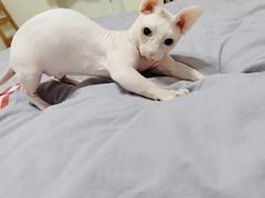 -北京恒爱动物医院(清景园分院)