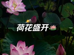 -荔湾湖公园