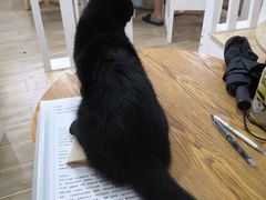 -李小姐の猫咖啡馆(五角场店)
