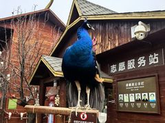 -呀路古热带植物园