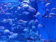 -成都浩海立方海洋公园