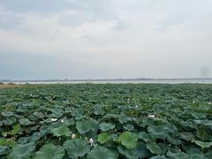-七的湖·晚芳亭·阳澄湖农家菜·大闸蟹(莲花岛店)
