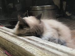 -猫咪博物馆(顶澳仔猫街店)
