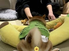 -逗柴咖啡屋·狗咖猫咖宠物桌游