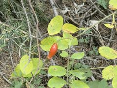 -苏木山森林公园