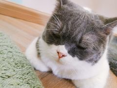 -酷豆宠物咖啡·宠物美食·撸猫馆