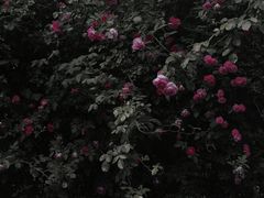 -秀丽东方