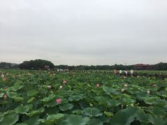 -荷塘月色湿地公园·向阳花洲