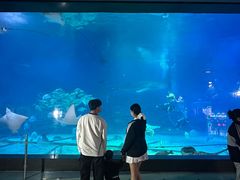 -烟台海昌鲸鲨海洋公园
