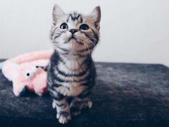-北京观赏动物医院·24小时大型综合·猫专科·异宠专科