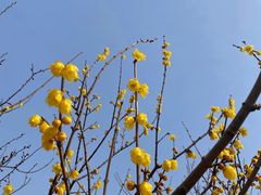 -香雪海