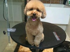 -Oh My Dog宠物沙龙(伊珊娜皮毛护理店)