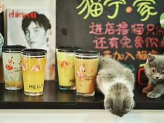 -我爱猫咪·猫咖·狗咖·安哥拉兔·羊驼咖(小寨华旗店)