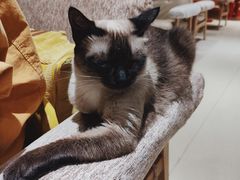 -藏猫猫咖啡主题馆(中央大道店)