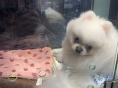 -FAELING PETS美天灵宠物(富力广场店)
