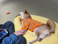 -逗柴咖啡屋·狗咖猫咖宠物桌游