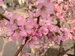 -廊坊市自然公园