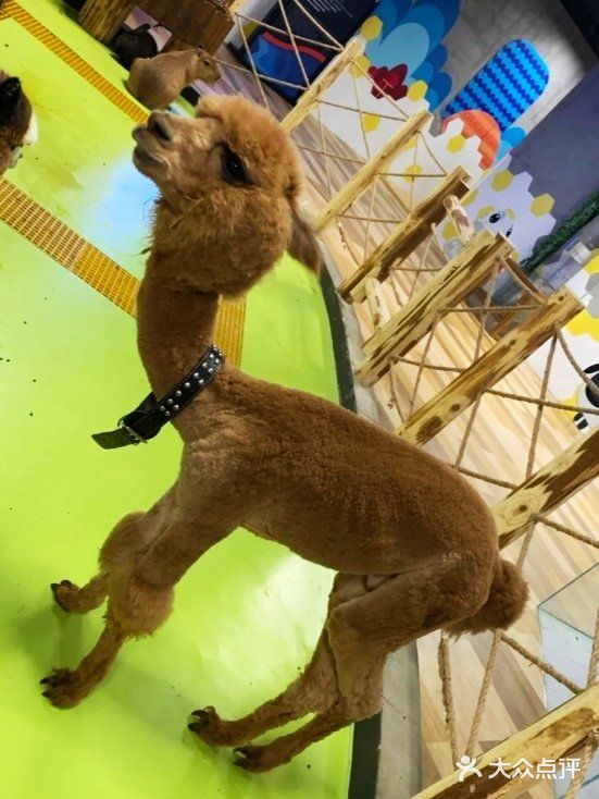 喜欢萌萌小动物的就来这家萌宠动物园