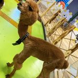 喜欢萌萌小动物的就来这家萌宠动物园