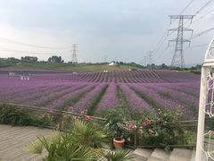 -紫颐香薰山谷景区