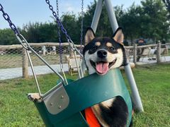 -爪吧宠物乐园 (温榆河示范区店)