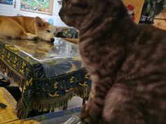 -平行世界·猫咖(首经贸店)