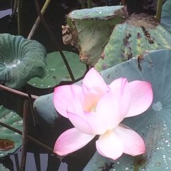 点击看大图 -云湖游乐园