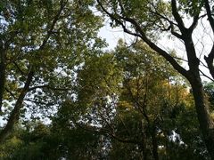 -泰州凤城河风景区-泰山公园