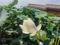 -池杉湖湿地公园