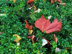 -味多美蛋糕(杨闸环岛店)