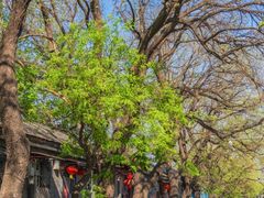 -北京国子监胡同