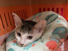 -凯特喵百思猫专科医院