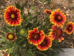 -武清南湖绿博园