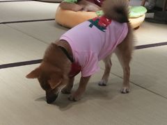 -逗柴咖啡屋·狗咖猫咖宠物桌游