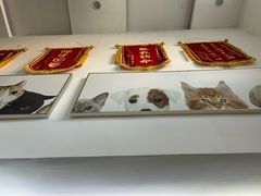 -爱侣宠医·鹦鹉专科·小型哺乳类·异宠专科(灵石路店)