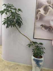 -紫琪尔胸部养护中心