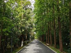 -东平国家森林公园