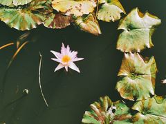 -五缘湾湿地公园