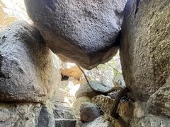 -鲁山国家森林公园