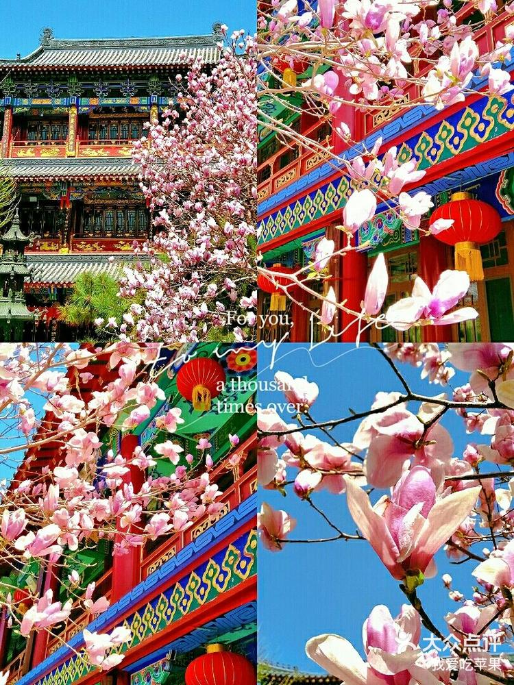 关注 带你一起95看粉色玉兰94这里是沈阳94 沈阳春天,玉兰花开