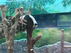 -黔灵山公园