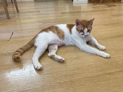 -猫咪派对(江南西店)