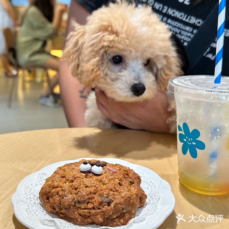 上海新开的漂亮小甜品！是宠物友好店