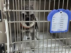 -美联众合动物医院·24h转诊中心