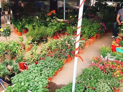 -中环花鸟鱼虫市场