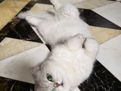 -凯特喵百思猫专科医院