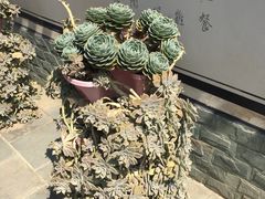 -寂照庵