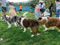 -趣玩宠物乐园寄养训犬训狗游泳池