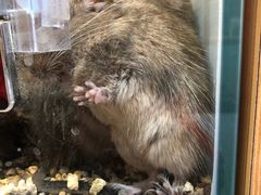 -babydoll猫舍·米努特·德文·缅因(久光中心店)