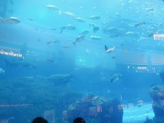 -迪拜水族馆及水下动物园